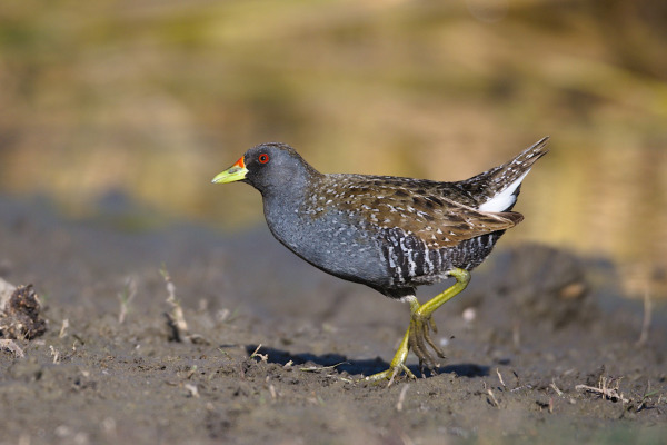 Australian Crake