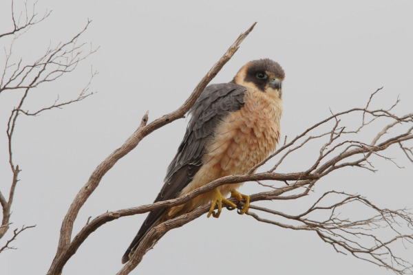 Australian Hobby