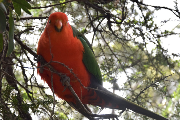Australian King Parrot