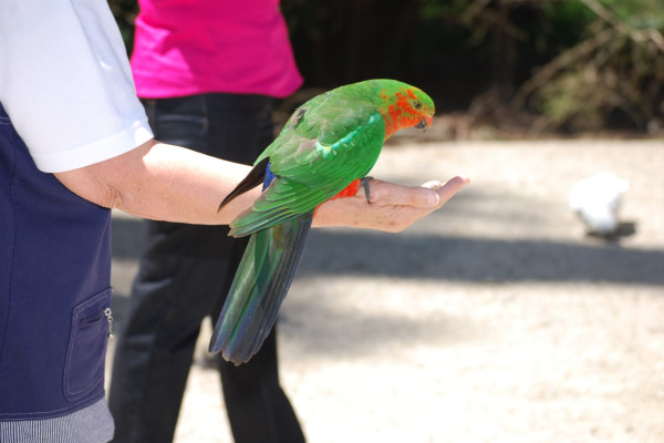 Australian King Parrot