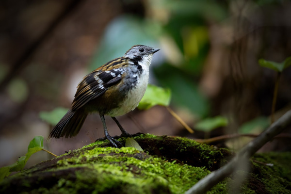 Australian Logrunner