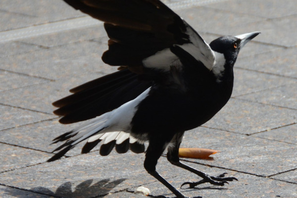 Australian Magpie