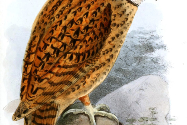 Australian Masked Owl