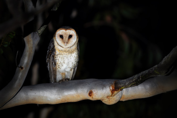 Australian Masked Owl