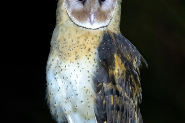 Australian Masked Owl