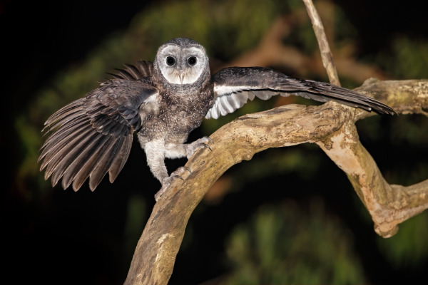 Australian Masked Owl