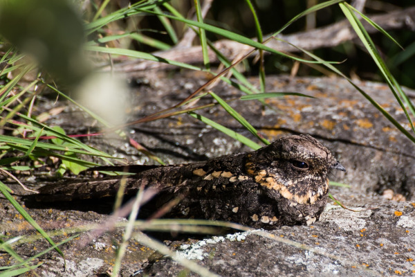 Australian Owlet-nightjar