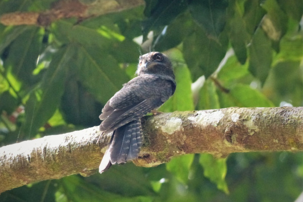 Australian Owlet-nightjar