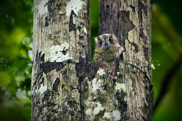 Australian Owlet-nightjar