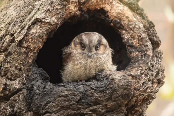 Australian Owlet-nightjar