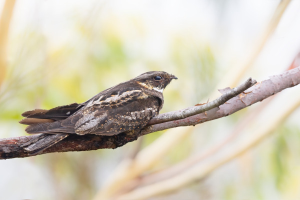 Australian Owlet-nightjar
