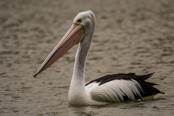 Australian Pelican