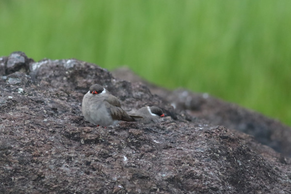Australian Pratincole