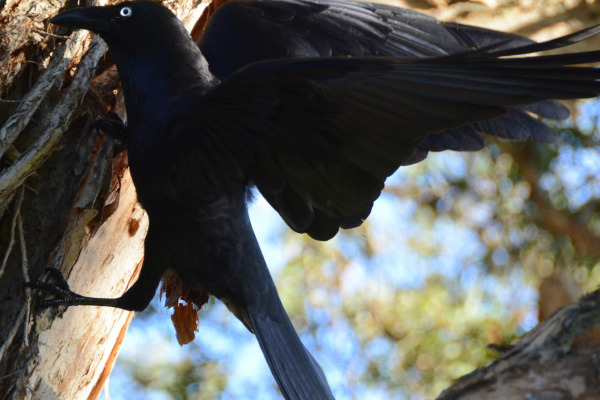Australian Raven