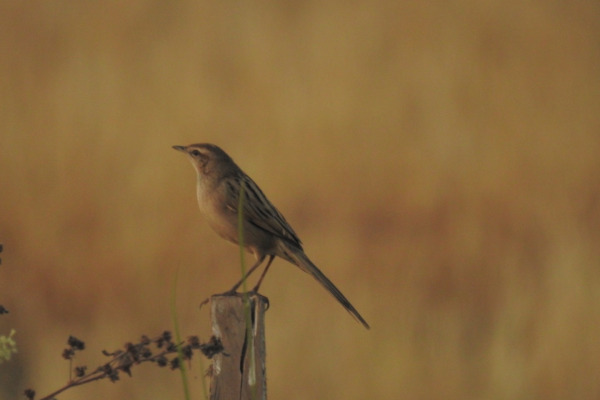 Australian Reed Warbler