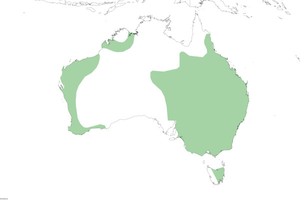Australian Reed Warbler