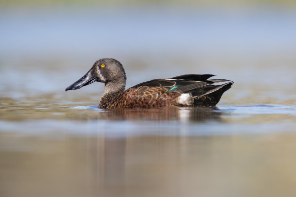Australian Shoveler