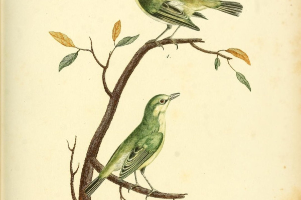 Australian White-eye