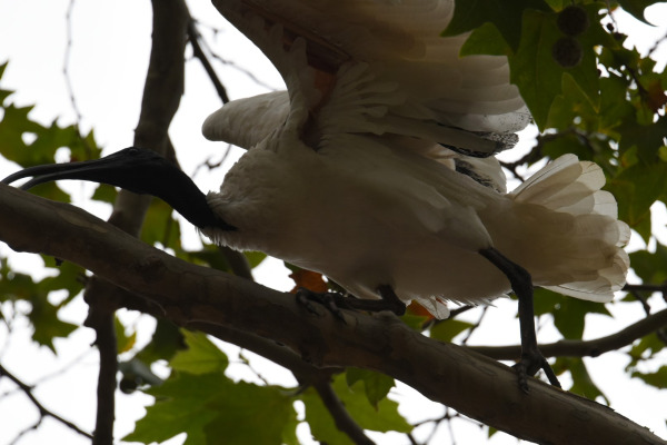 Australian White Ibis
