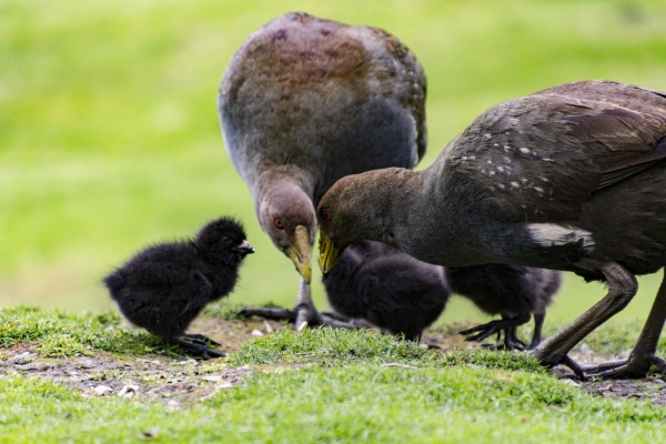 Australian Wood Duck