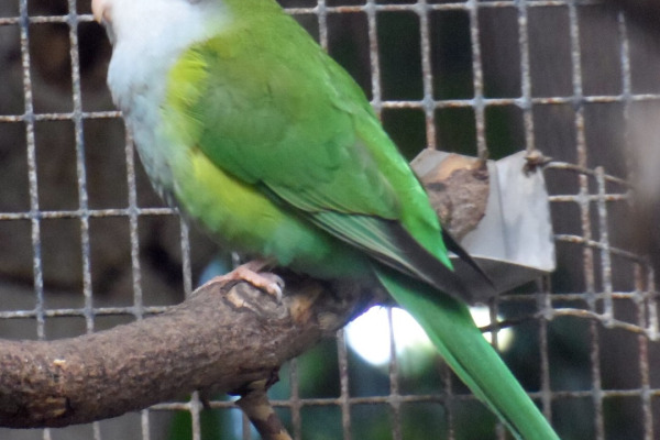 Aymara Thorn-tailed Rayadito