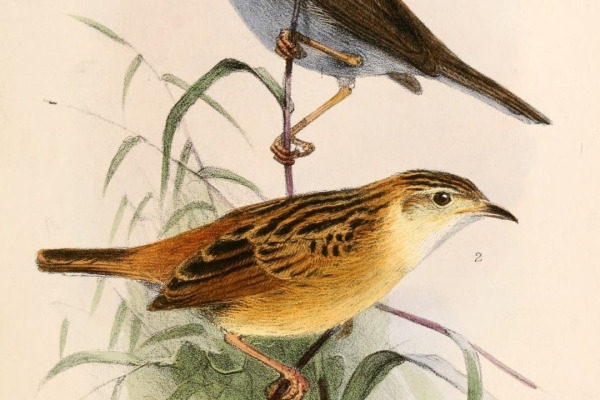 Ayres's Cisticola