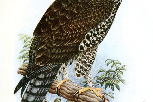 Ayres's Hawk-Eagle