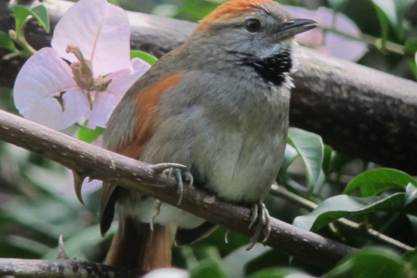 Azara's Spinetail