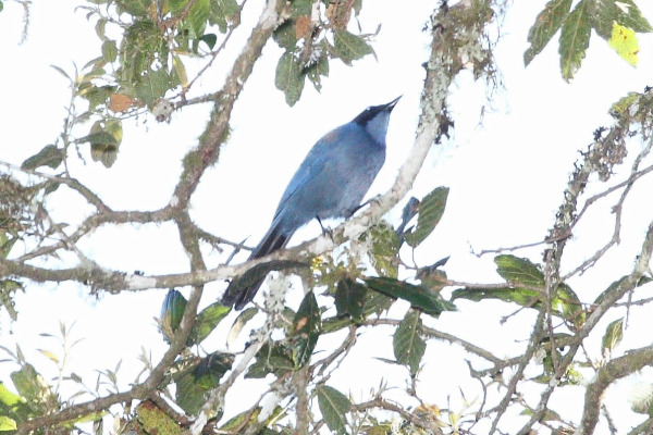 Azure-hooded Jay