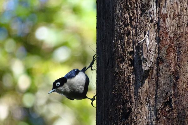 Azure-naped Jay