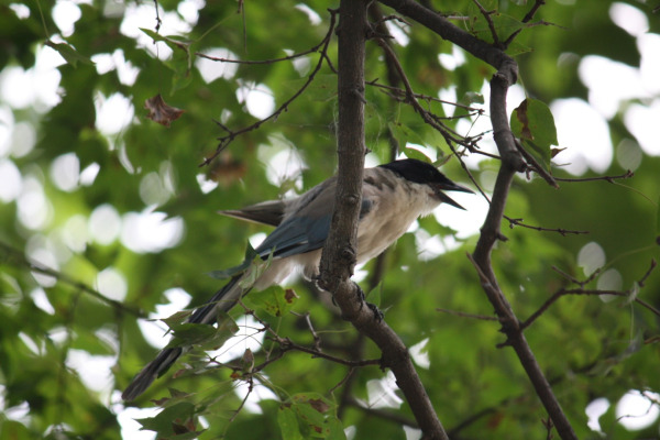 Azure-winged Magpie