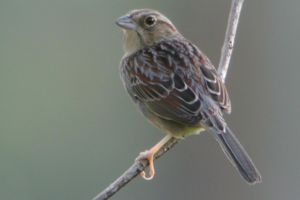 Bachman's Sparrow