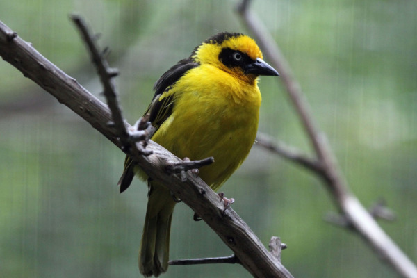 Baglafecht Weaver
