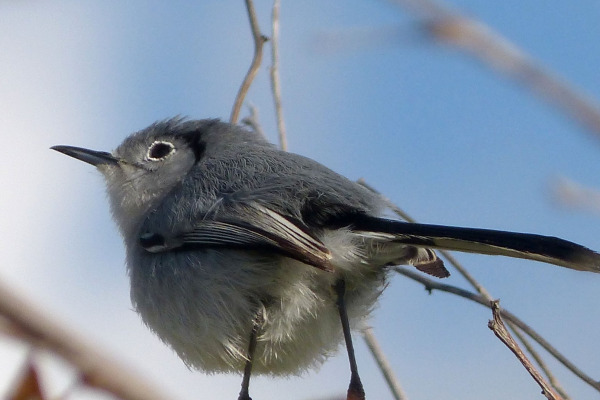 Bahama Gnatcatcher