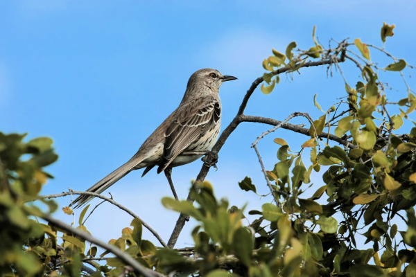 Bahama Mockingbird