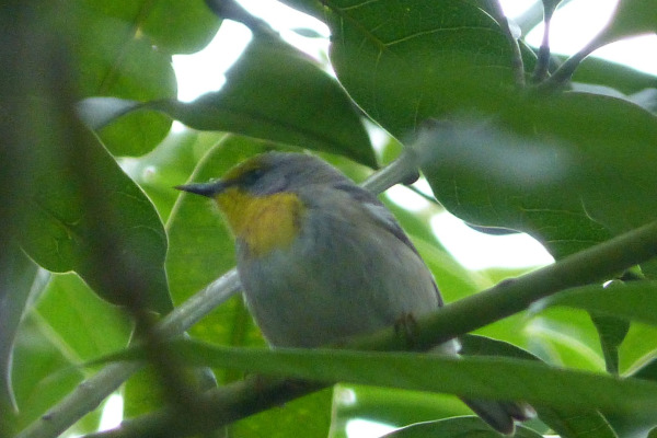 Bahama Warbler