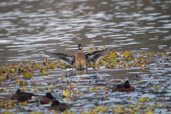 Baikal Teal