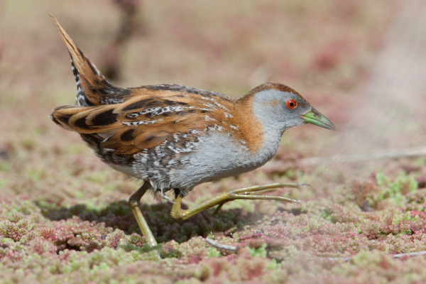 Baillon's Crake