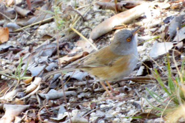 Baird's Junco