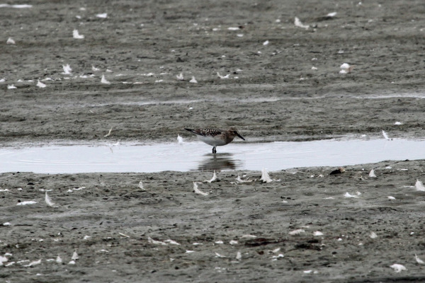 Baird's Sandpiper