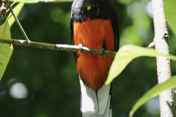 Baird's Trogon