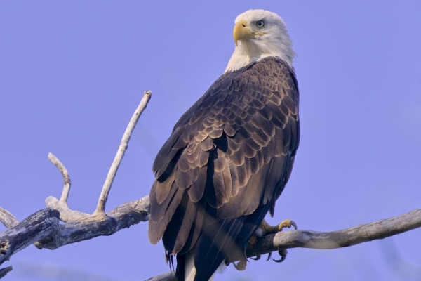 Bald Eagle