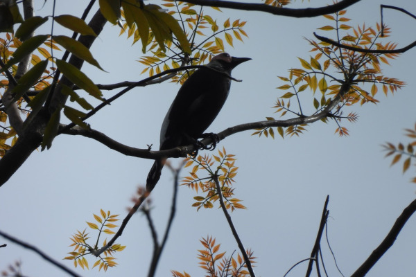 Bald-headed Crow