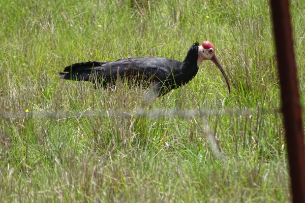 Bald Ibis