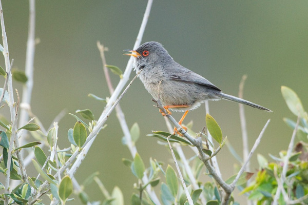 Balearic Warbler