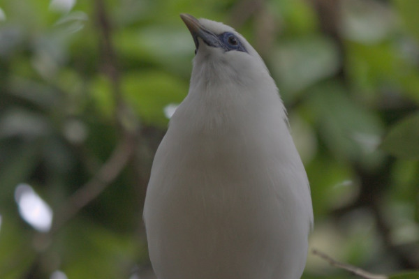 Bali Myna