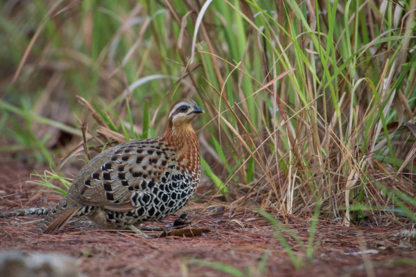 Bamboo Partridge