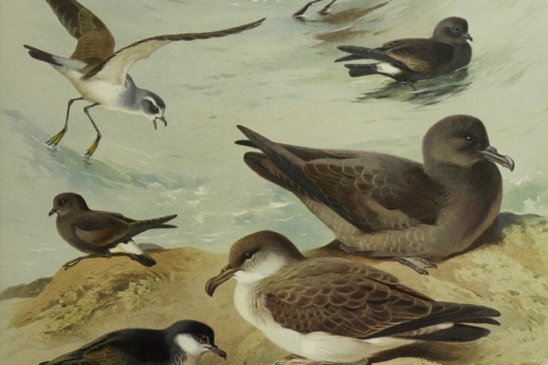 Band-rumped Storm Petrel