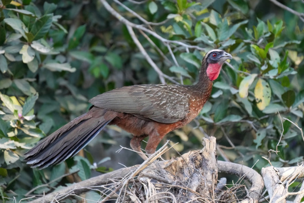 Band-tailed guan