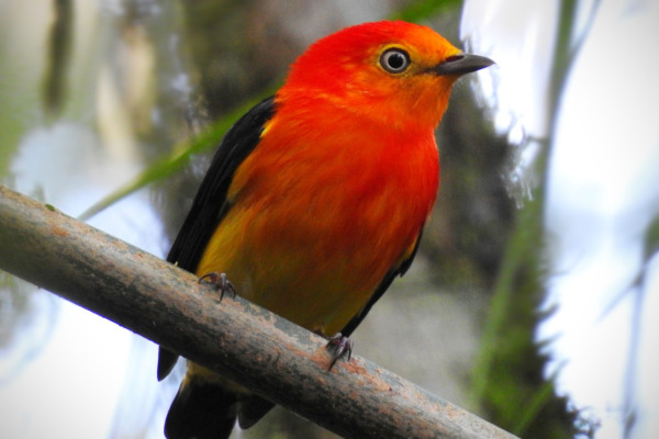 Band-tailed Manakin